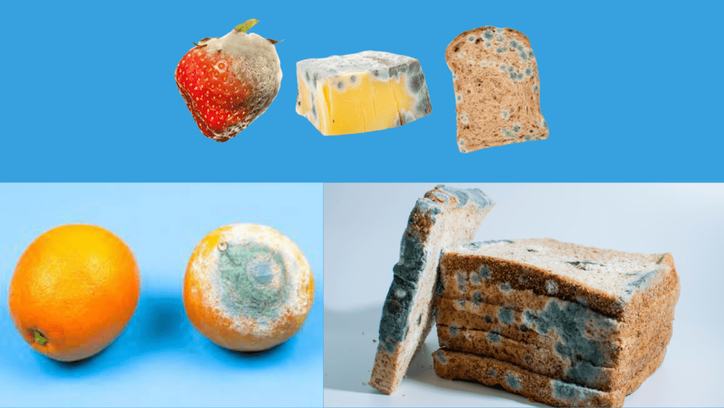Image illustrating Molds on Foods