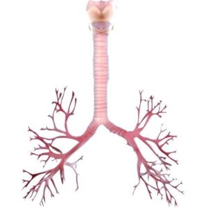Trachea
