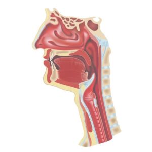 digestive and respiratory functions