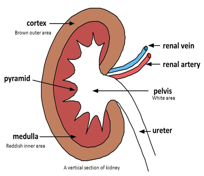 Kidney Stones: A Complete Guide from Anatomy to Treatment| HEH 1 image 1