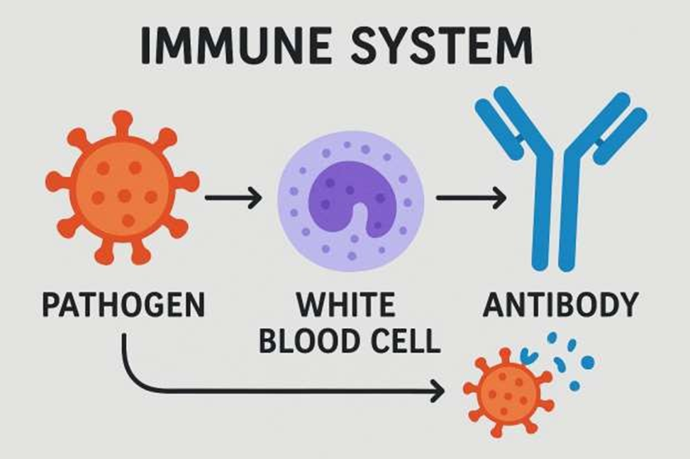 Why it is important to Learn about Vaccine and Vaccination Myths? Safeguarding the Future| HEH 1 image 13