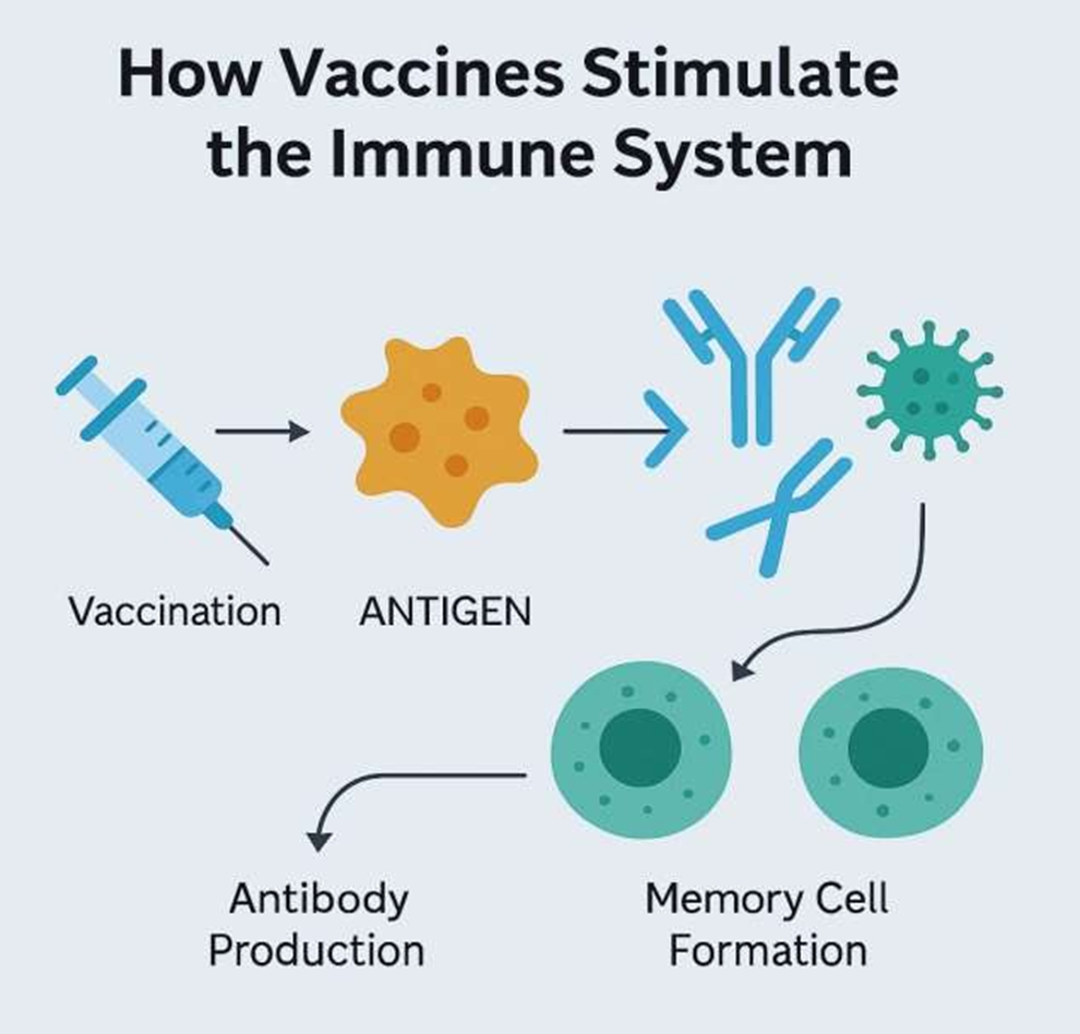 Why it is important to Learn about Vaccine and Vaccination Myths? Safeguarding the Future| HEH 2 image 14