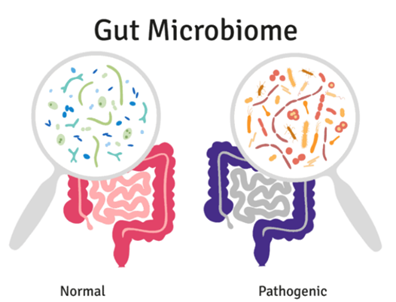 Prebiotics and the Gut Microbiome: Boost Digestive Health Naturally| HEH 1 image 17