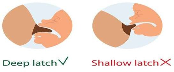 From First Latch to First Bite: A Comprehensive Guide to Breastfeeding and Beyond| HEH 3 image 28