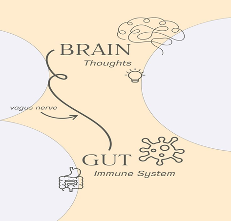 The Science Behind Gut and Mental Health Relationship: Heal Your Gut, Heal Your Mind| HEH 2 image 24